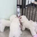 뽀송펫 이미지