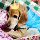 애견용품 할인매장 이미지