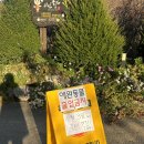 충북 괴산여행 덕사리 구절초축제 다녀온 후기