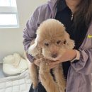 토토애견 | [부산/용호] 조이 미용후기 사랑스럽댕 애견미용 잘하는곳