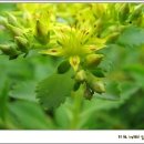 또 하나의 별 이미지