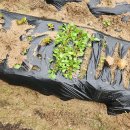 김밥마루 이미지