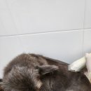 멍멍이컷 이미지