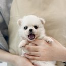 내품안의반려견 은평점 이미지