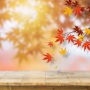 가을 숲으로 가자 이미지