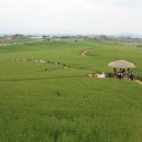 청보리밭과 새만금 깃발축제 이미지