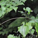 덩굴닭의장풀(이명 : 덩굴닭의밑씻개, 덩굴닭의밑씿개, 덩굴달개비, 명주풀 ) 이미지