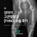 다산 봄 동물병원 | 강아지 고관절 탈구 FHNO 수술 후기 갈매동물병원