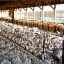 시정농장 이미지