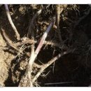 지리산금종영농조합법인 이미지