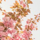 GS25 대구대정문점 | 대구대 겹벚꽃 실시간 후기 4월 인생샷 명소 정리