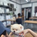 포항애견미용학원