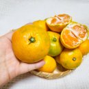 부자 농장 | 제주감귤 택배 추천 제주부자네농장 노지귤 4.5kg 후기