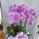 대광약국 이미지