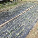 내대리 농장 이미지