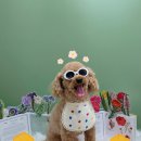 꼼꼼 애견미용실 이미지