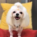 도그판타지 이미지