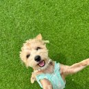 놀러오개 애견유치원 애견호텔 김해점 이미지