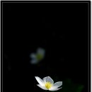 바람꽃 이미지