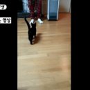 [미우새] 완전 개냥이인 박수홍네 고양이 다홍이 이미지