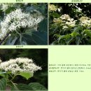 말채나무(Cornus walteri, Walter Dogwood)워터리 층층나무,뱃살잡는 기특한 나무 빼빼목.신선목.홀쭉이나무 이미지