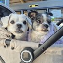 쮸쮸멍 | 🐶2025 부산펫쇼 2일차 방문 후기 - 펫쇼볼, 포토존, 이벤트 등