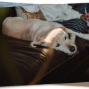 대관령어흘리관광지 이미지