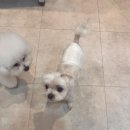 미스터독 힐링＆스파 | [천안애견미용] 노견미용·힐링스파 전문 '소울독' 찐만족 정착 후기! 🐶❤️