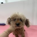 샤인펫 (Shine pet) 이미지