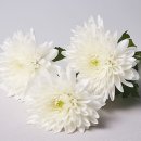 [謹弔] 삼가 고인의 명복을 빕니다. 이미지