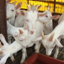 동수목장 이미지