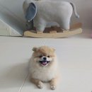 닥터김 동물병원 이미지