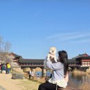 애견동반 여행 : 사랑이와 경주여행 , 키녹,화양연화, 포워드 카페