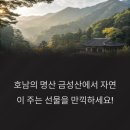 금성산생태숲 | 숲캉스 버킷리스트! 국립나주숲체원, 사계절 숲 체험 완벽 가이드(금성산,야생차)