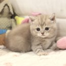 진주굿모닝병원 | 진주고양이분양 특별한 묘연을 소중하게 이어드려요 도레미캣