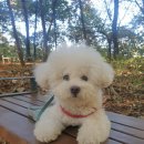 더 도도하개 이미지