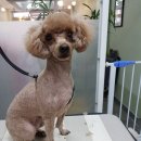 그루밍:담 이미지