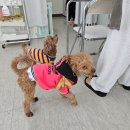 행복을 배우는 공간 | 양주강아지호텔 소수정예 케어 가능한 ‘행복을배우는공간’ 다녀온 후기