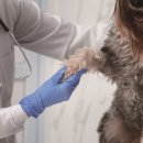 오렌지 동물병원 이미지