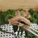 광명전파사 | 광명회식장소 추천, 흑염소편백수육 제대로 즐긴 광명동맛집 광명안양대교흑염소 본점 솔직 후기