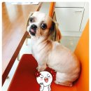 시아동물병원 이미지