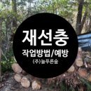 주식회사 소나무처럼 이미지