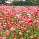 경남 하동 가볼만한곳 북천 양귀비축제 이미지