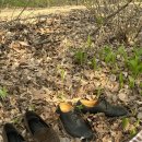 아들내미 분식 이미지