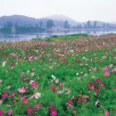 소선 이미지