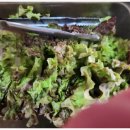 꽃돼지 삼겹살&냉면 이미지