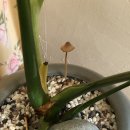 칠성농약사 이미지