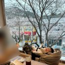 마마줄리아 | 전주 근교 벚꽃뷰 대형카페 마마줄리아 방문 후기 및 완주 모악산 2026년 4월 벚꽃 개화 상황 공유