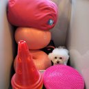 반려식탁 이미지