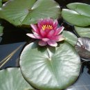 산천관광농원 이미지